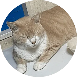 茶々丸(猫)の写真