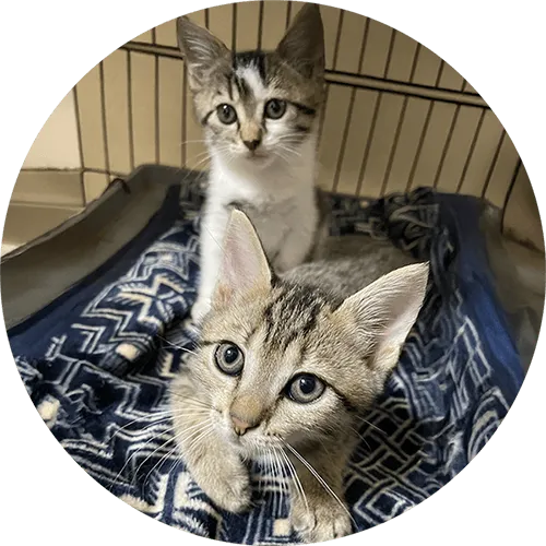 猫ちゃんの写真