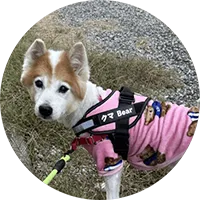 くまちゃん(犬)の写真