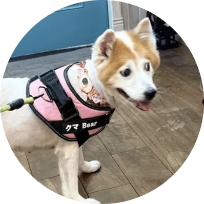 お散歩前の犬のくまちゃん