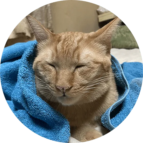 うとうとしている猫