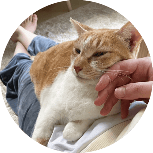 新しい家族と一緒の猫